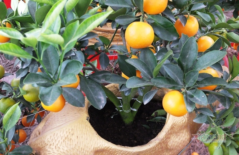 Kéo nhau đi mua ‘quất thần tài’ giá 1,5 triệu đồng-9