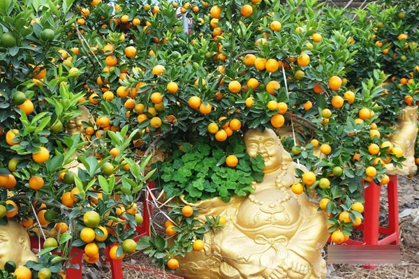 Một triệu đồng mỗi cành lan công chúa bay từ Nhật về-3