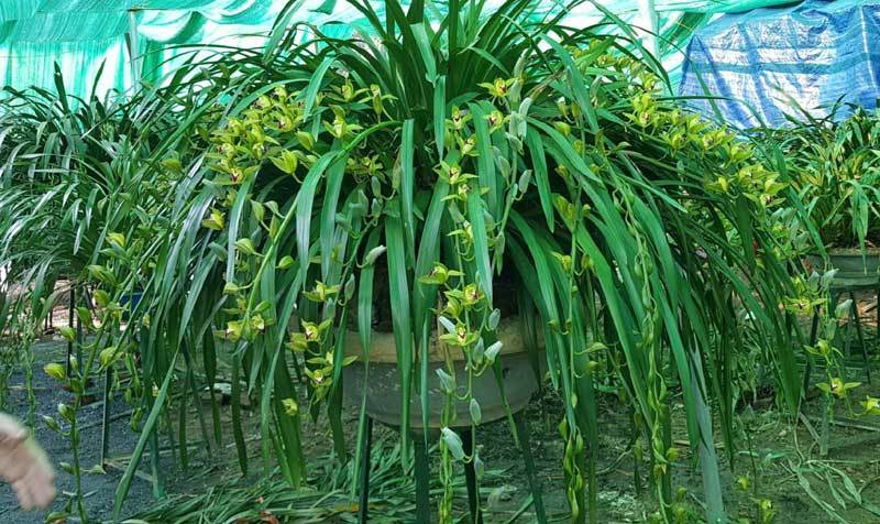 Hiếm có mùa Tết: Lan Trần Mộng siêu rẻ, 20 nghìn/cành hoa dài cả mét-1