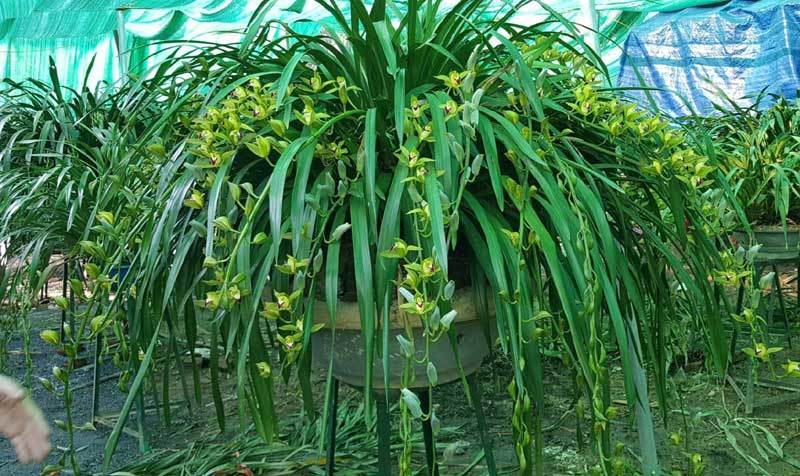 Hiếm có mùa Tết: Lan Trần Mộng siêu rẻ, 20 nghìn/cành hoa dài cả mét-1