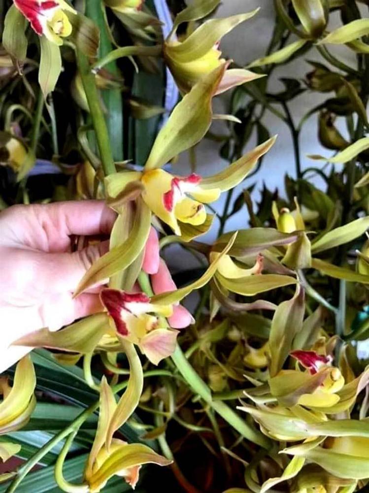 Hiếm có mùa Tết: Lan Trần Mộng siêu rẻ, 20 nghìn/cành hoa dài cả mét-3