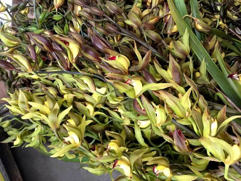 Hiếm có mùa Tết: Lan Trần Mộng siêu rẻ, 20 nghìn/cành hoa dài cả mét-4