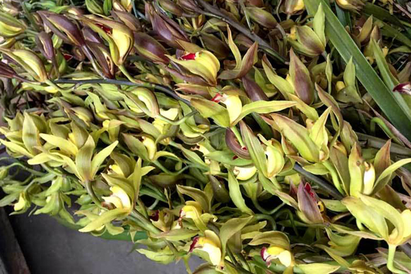 Lan công chúa, hồng sa mạc, nhiều hàng lạ đổ bộ TPHCM chờ Tết-13