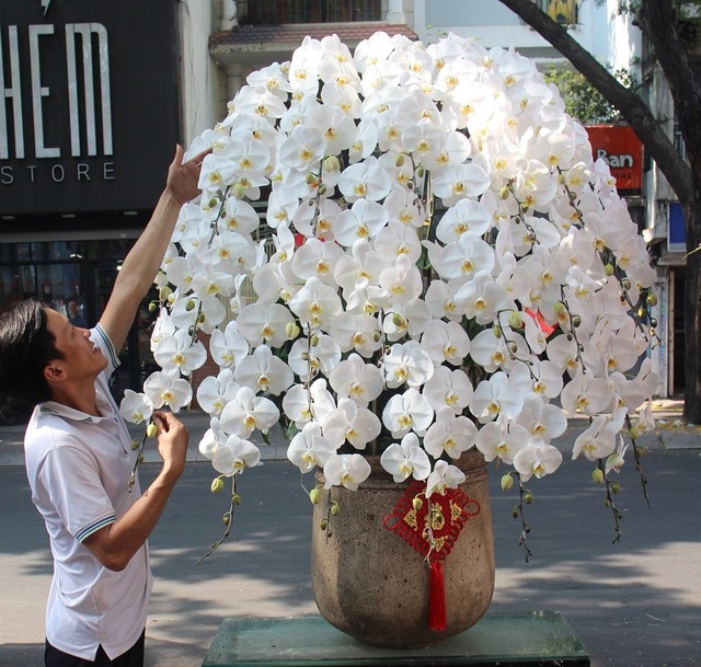 Lan công chúa, hồng sa mạc, nhiều hàng lạ đổ bộ TPHCM chờ Tết-4