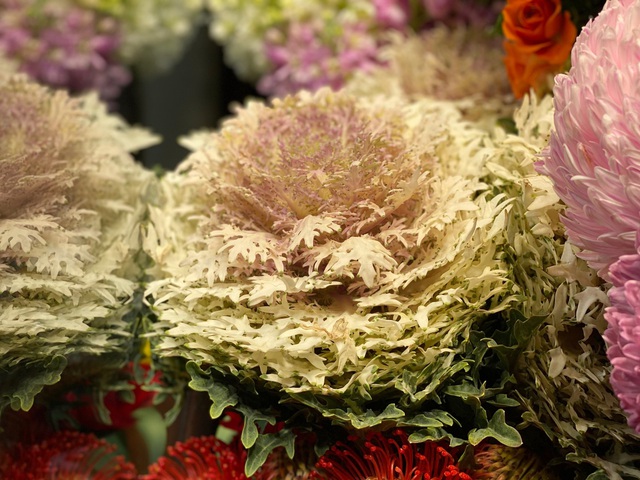 Lan công chúa, hồng sa mạc, nhiều hàng lạ đổ bộ TPHCM chờ Tết-6