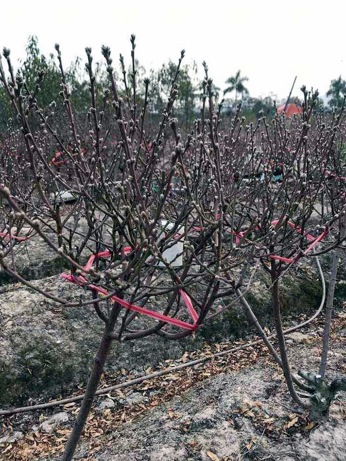 Thương vụ nhớ đời: Buôn 300 cành đào Tết, vợ chồng trẻ lỗ nặng-1