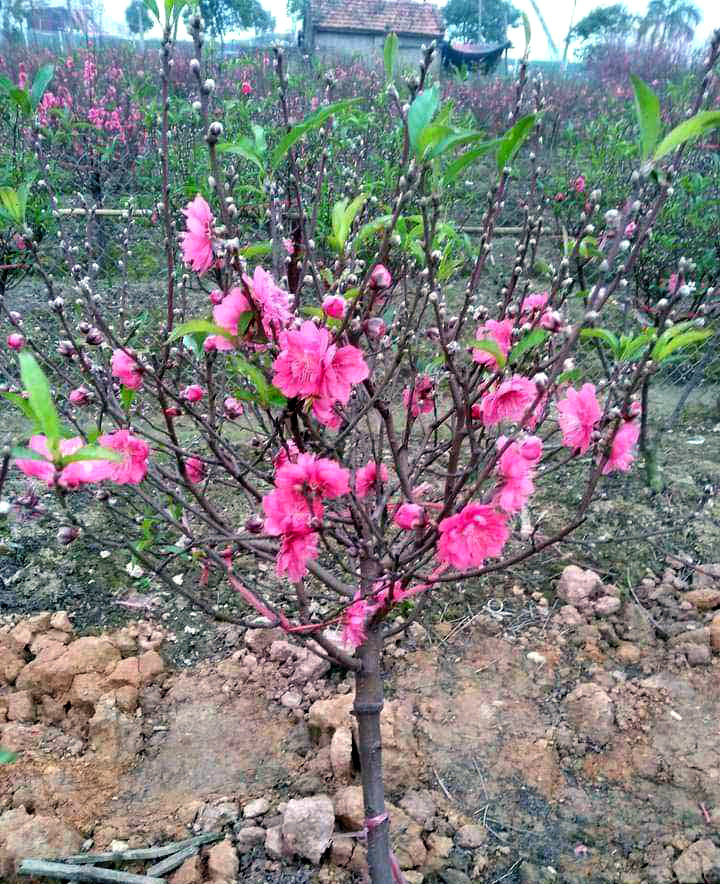 Thương vụ nhớ đời: Buôn 300 cành đào Tết, vợ chồng trẻ lỗ nặng-3