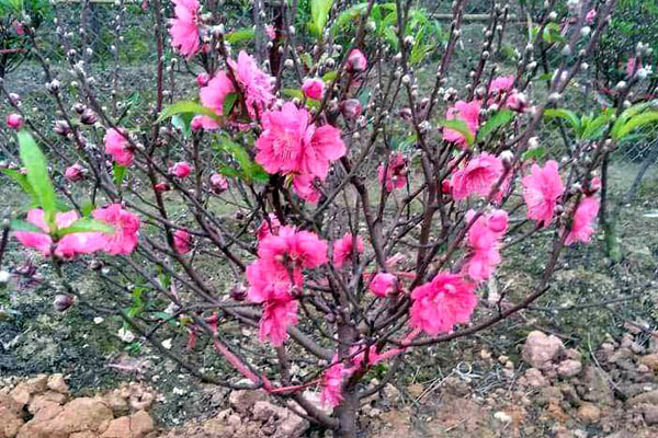 Ngàn cành đào 1 dáng giống nhau, giá 5 triệu không đủ hàng bán-5