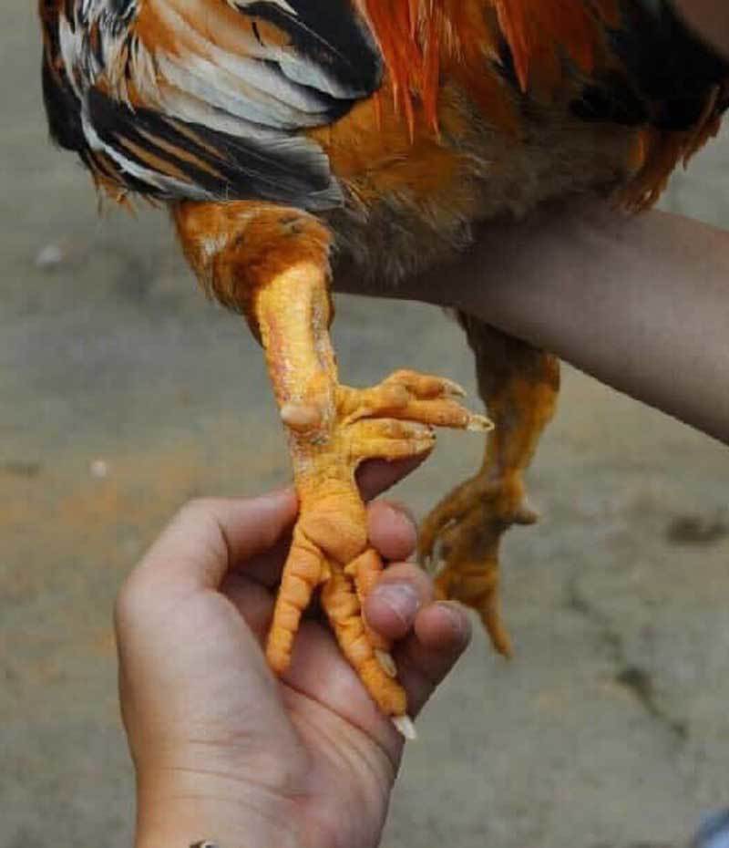 Nuôi con gà truyền thuyết, anh nông dân ăn Tết to 300 triệu-2