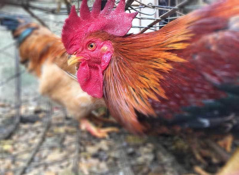 Nuôi con gà truyền thuyết, anh nông dân ăn Tết to 300 triệu-3