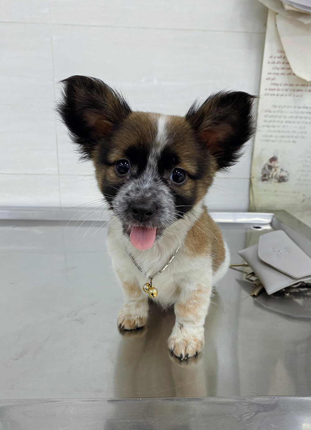 Cô gái 9X nhận nuôi chú cún bị bom hàng: Dù trong hoàn cảnh nào cún luôn xứng đáng được yêu thương-1