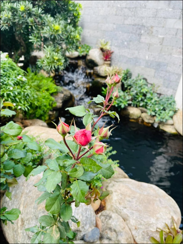 Vân Hugo trang hoàng nhà cửa đón Tết sớm trong biệt thự cao cấp ở Sài Gòn, nhìn ban công thơ mộng ai cũng mê-12