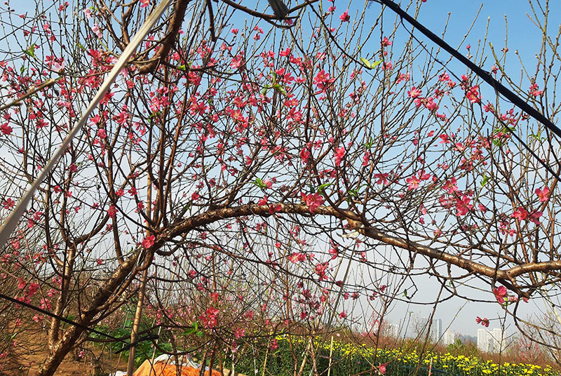 Ngàn cành đào 1 dáng giống nhau, giá 5 triệu không đủ hàng bán-4