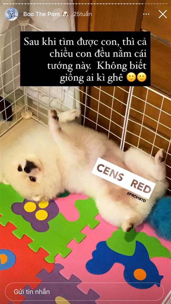 Bạn thân tiết lộ vợ thiếu gia Phan Thành bước vào hào môn nhờ chính chú cún cưng-4