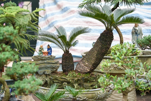 Vạn tuế bonsai mini chơi Tết giá chục triệu đồng ở Hà Nội-1