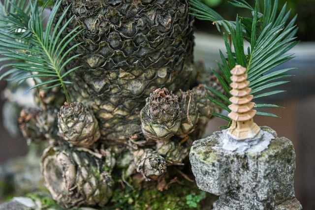 Vạn tuế bonsai mini chơi Tết giá chục triệu đồng ở Hà Nội-10