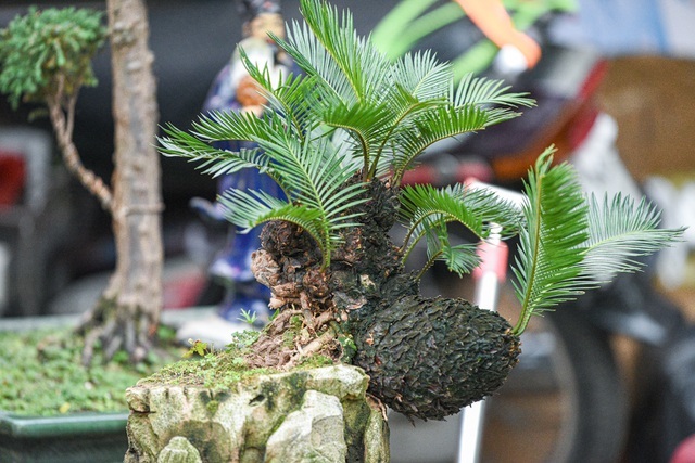 Vạn tuế bonsai mini chơi Tết giá chục triệu đồng ở Hà Nội-11