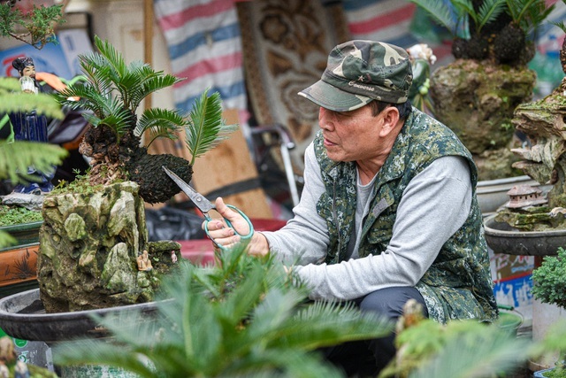 Vạn tuế bonsai mini chơi Tết giá chục triệu đồng ở Hà Nội-2
