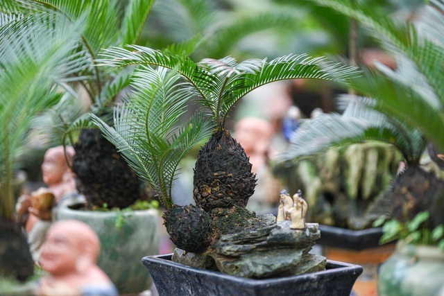Vạn tuế bonsai mini chơi Tết giá chục triệu đồng ở Hà Nội-3