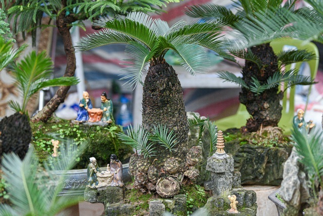 Vạn tuế bonsai mini chơi Tết giá chục triệu đồng ở Hà Nội-4