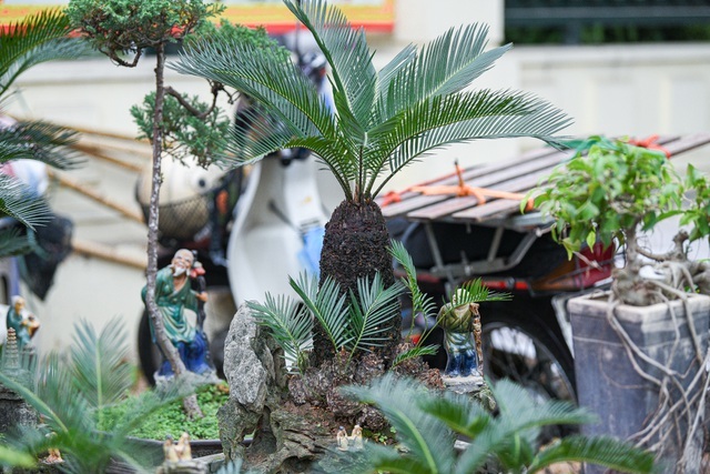 Vạn tuế bonsai mini chơi Tết giá chục triệu đồng ở Hà Nội-5