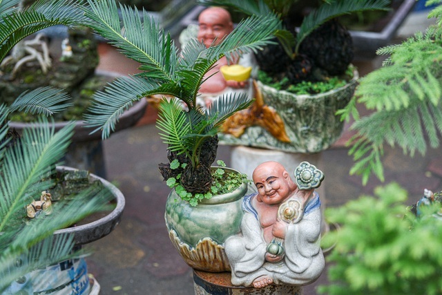 Vạn tuế bonsai mini chơi Tết giá chục triệu đồng ở Hà Nội-6