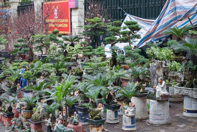 Vạn tuế bonsai mini chơi Tết giá chục triệu đồng ở Hà Nội-7