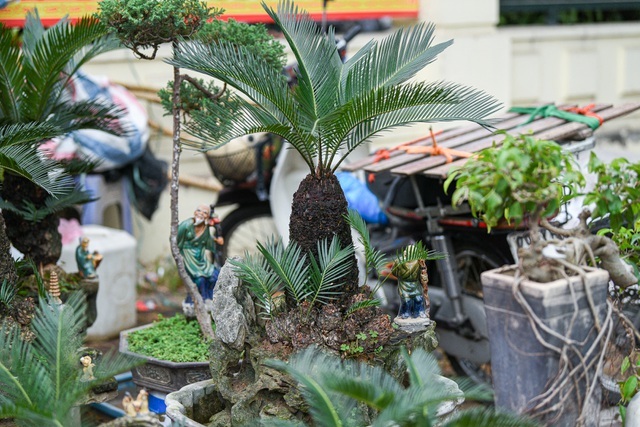 Vạn tuế bonsai mini chơi Tết giá chục triệu đồng ở Hà Nội-8