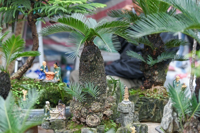 Vạn tuế bonsai mini chơi Tết giá chục triệu đồng ở Hà Nội-9