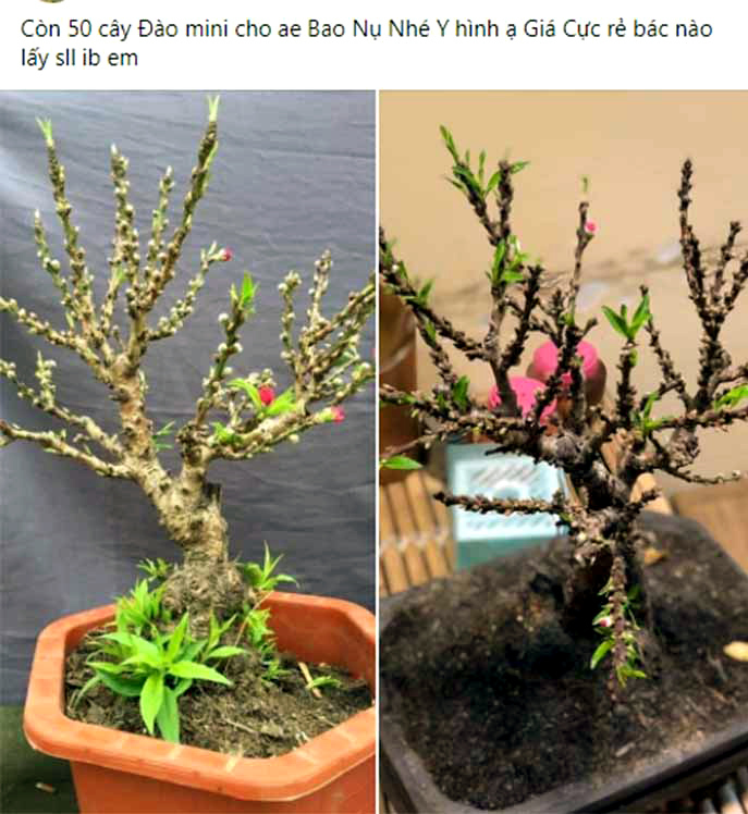 Đào mini, hàng Tàu gắn mác đào Thất Thốn rầm rộ xuống phố-1