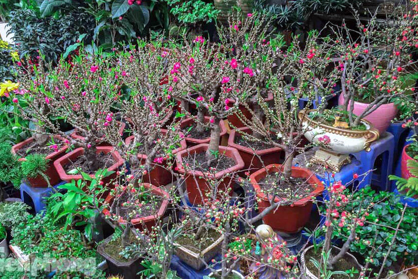 Đào mini, hàng Tàu gắn mác đào Thất Thốn rầm rộ xuống phố-2