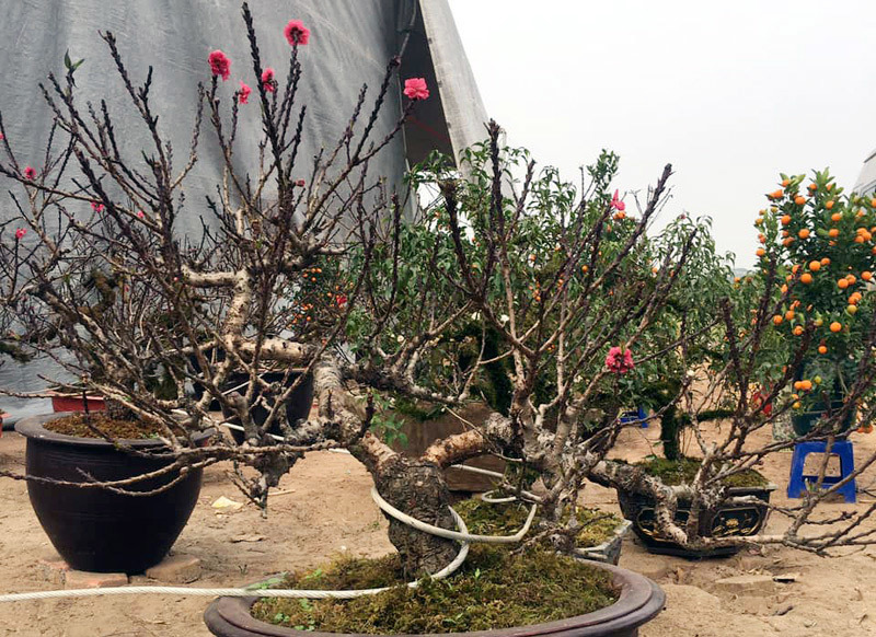 Đào mini, hàng Tàu gắn mác đào Thất Thốn rầm rộ xuống phố-3