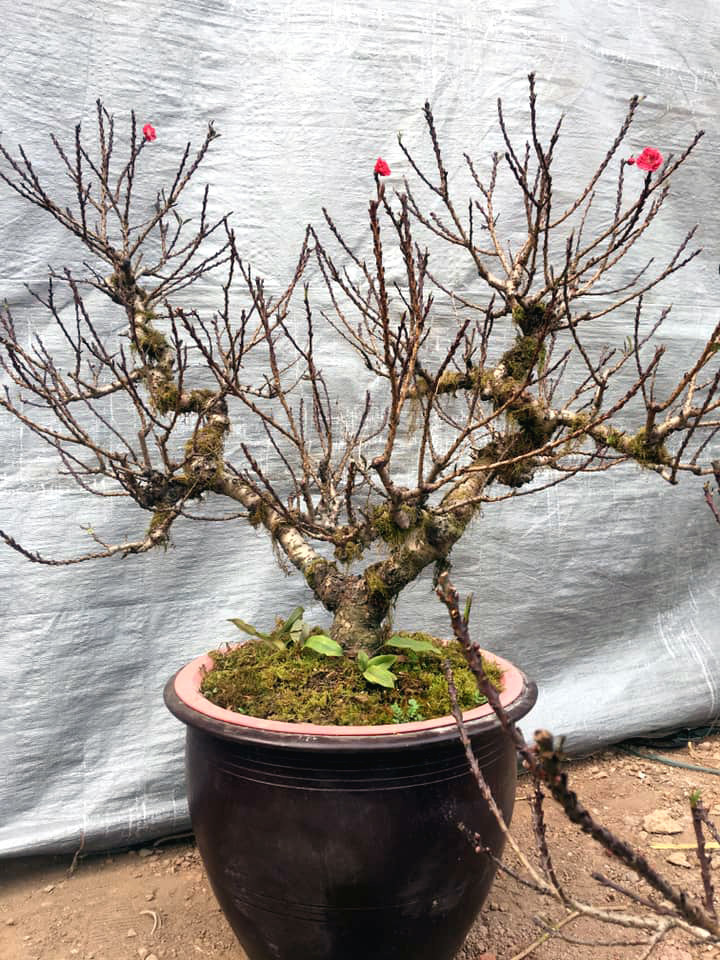 Đào mini, hàng Tàu gắn mác đào Thất Thốn rầm rộ xuống phố-4