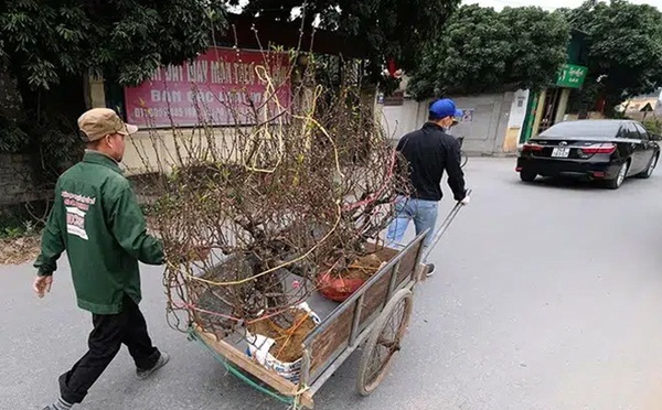 Hải Dương kêu gọi người mua đào Tết hỗ trợ nông dân bị ảnh hưởng bởi dịch Covid-19-1