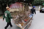Nghệ An: Vắng bóng khách mua, người bán đào treo biển xả lỗ-6