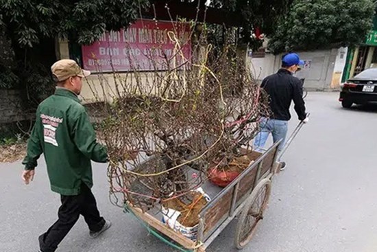 Hải Dương kêu gọi người mua đào Tết hỗ trợ nông dân bị ảnh hưởng bởi dịch Covid-19