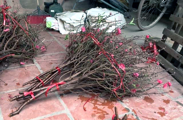 Cúng Tết ông Công ông Táo, cành đào mini cháy hàng-2