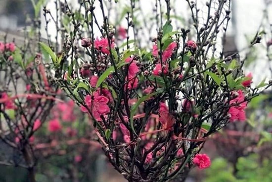 Cúng Tết ông Công ông Táo, cành đào mini cháy hàng