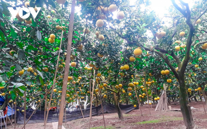 Đột nhập thủ phủ bưởi Diễn những ngày cận Tết-1