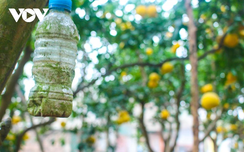 Đột nhập thủ phủ bưởi Diễn những ngày cận Tết-10