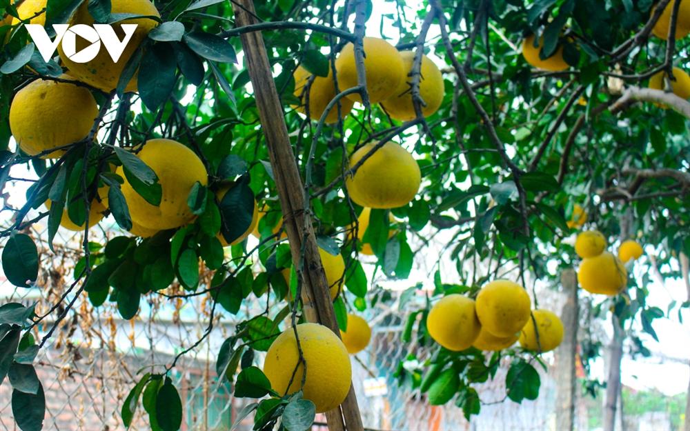 Đột nhập thủ phủ bưởi Diễn những ngày cận Tết-6