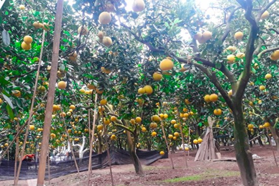 'Đột nhập' thủ phủ bưởi Diễn những ngày cận Tết