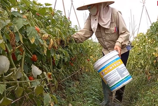 Video: Nông sản không thể vận chuyển do phong tỏa, nông dân dân Chí Linh lao đao