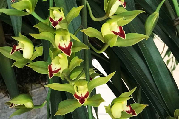 Tai họa ngày cận Tết, cả làng hoa Hà Nội ngồi trên đống lửa-17