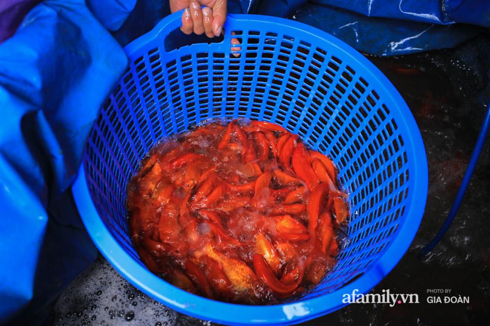 Chợ cá lớn nhất Hà Nội nhộn nhịp trước lễ ông Công ông Táo, dân buôn bở hơi tai vác cả tấn cá mỗi ngày nhưng không rời chiếc khẩu trang-10