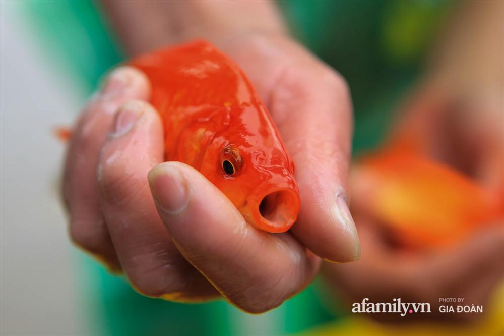 Chợ cá lớn nhất Hà Nội nhộn nhịp trước lễ ông Công ông Táo, dân buôn bở hơi tai vác cả tấn cá mỗi ngày nhưng không rời chiếc khẩu trang-11