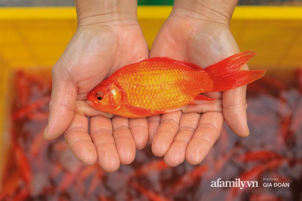 Chợ cá lớn nhất Hà Nội nhộn nhịp trước lễ ông Công ông Táo, dân buôn bở hơi tai vác cả tấn cá mỗi ngày nhưng không rời chiếc khẩu trang-12