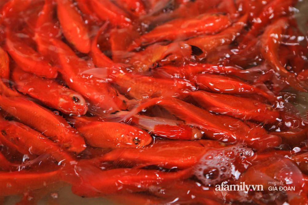 Chợ cá lớn nhất Hà Nội nhộn nhịp trước lễ ông Công ông Táo, dân buôn bở hơi tai vác cả tấn cá mỗi ngày nhưng không rời chiếc khẩu trang-14