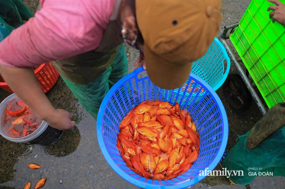 Chợ cá lớn nhất Hà Nội nhộn nhịp trước lễ ông Công ông Táo, dân buôn bở hơi tai vác cả tấn cá mỗi ngày nhưng không rời chiếc khẩu trang-16