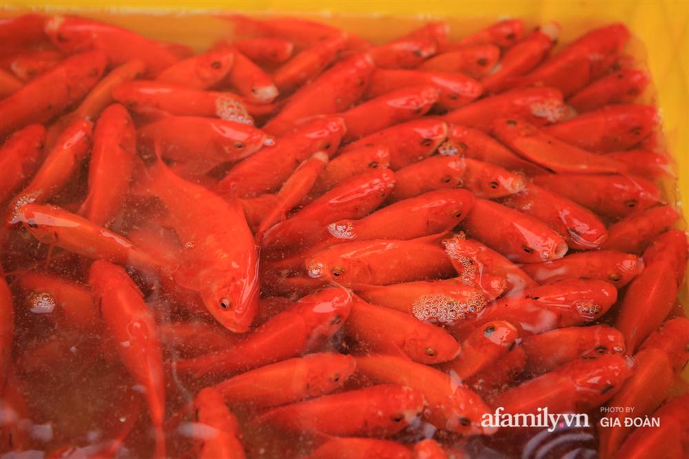 Chợ cá lớn nhất Hà Nội nhộn nhịp trước lễ ông Công ông Táo, dân buôn bở hơi tai vác cả tấn cá mỗi ngày nhưng không rời chiếc khẩu trang-7